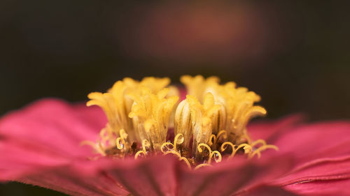 Close-up of pink flower