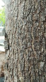 Close-up of lichen on tree trunk