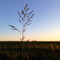 Scenic view of field against clear sky