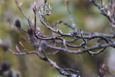 Close-up of lizard on branch