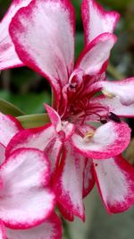 Close-up of pink day lily