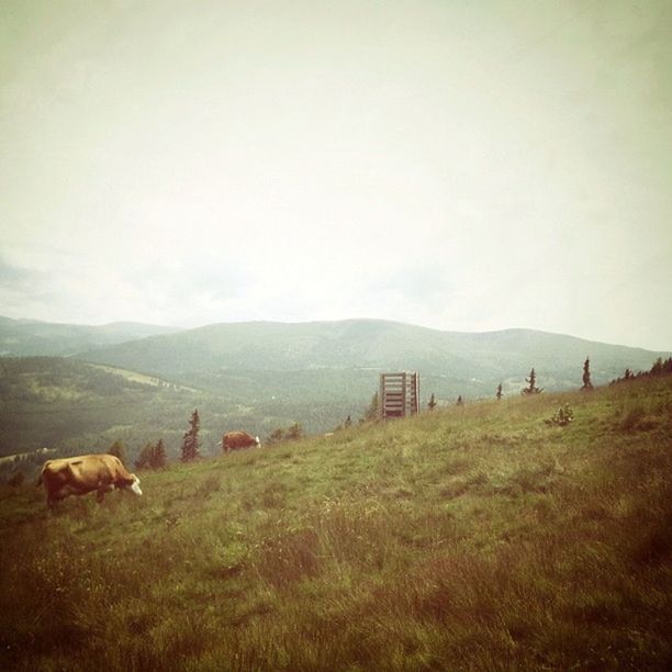 domestic animals, animal themes, grass, mammal, livestock, field, landscape, grassy, grazing, horse, cow, sky, pasture, domestic cattle, mountain, fence, herbivorous, nature, built structure, rural scene