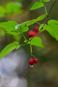 Close-up of red berries growing on plant