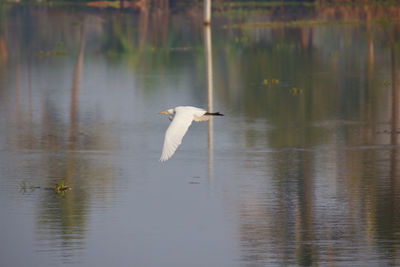 Swan flying over lake