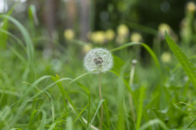 Close-up of dandelion flower on field