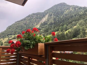 Red flowering plants on railing against mountains
