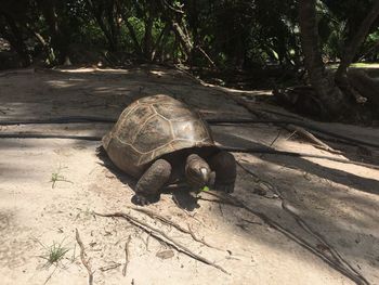 Close-up of tortoise on field