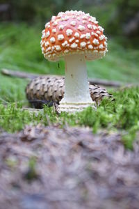 Close-up of mushroom on field