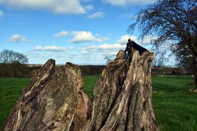 Panoramic view of trees on field against sky