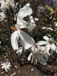 Close-up of white flowers