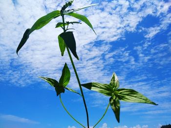 Close-up of leaves against blue sky