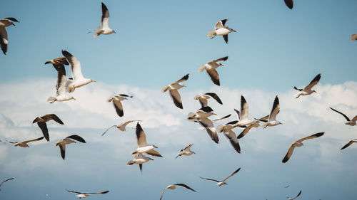 Low angle view of birds flying