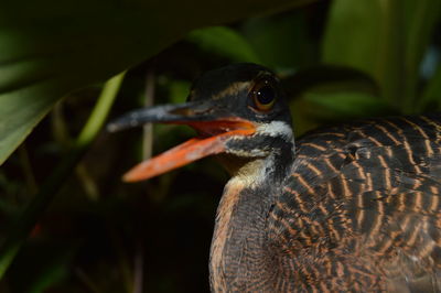 Close-up of bird