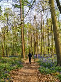 Rear view of man walking in forest