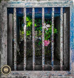 Close-up of potted plants on window