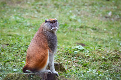 Close-up of meerkat sitting on field