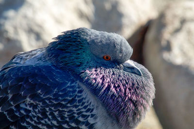 Close-up of pigeon on rocks