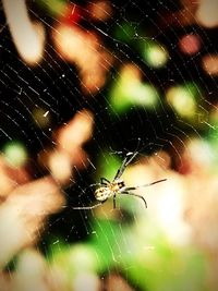 Close-up of spider on web