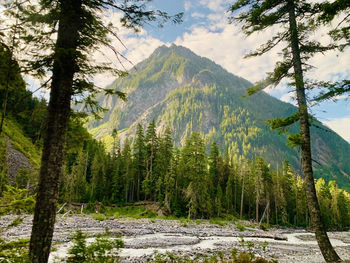 Scenic view of pine trees by mountains against sky