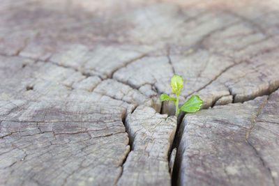 Close-up of insect on wood