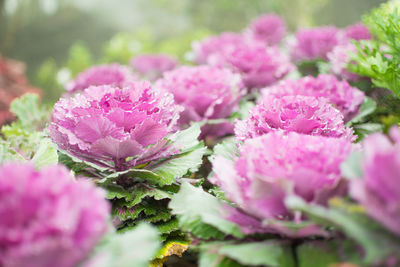 Close-up of pink flowering plant