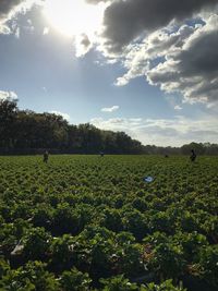 Scenic view of flower field against sky