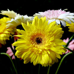 Close-up of yellow flowers blooming against black background