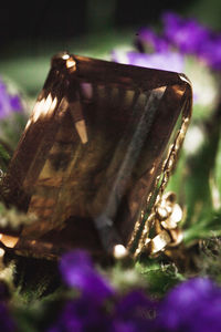 Close-up of purple flower