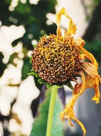 Close-up of insect on flower