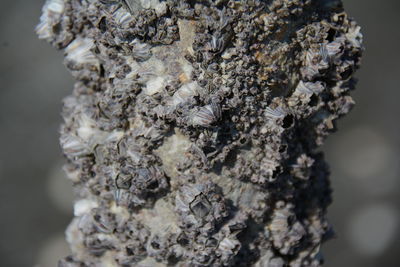 Close-up of lichen on tree trunk