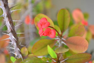 Close-up of red flower