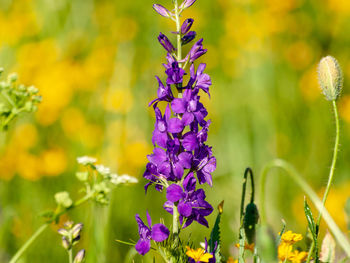 Close-up of butterfly on purple flowering plant