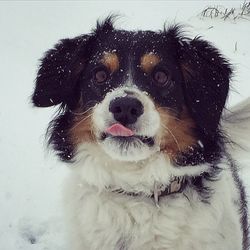 Close-up portrait of a dog