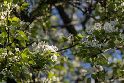 Close-up of fresh flowers on tree