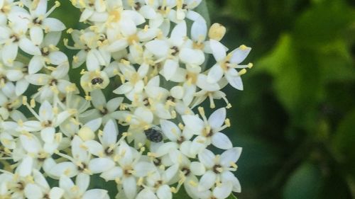 Close-up of white flowers