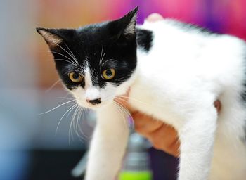 Close-up of black and white cat held by owner