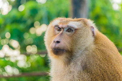 The macaque monkeys of monkey hill, phuket.