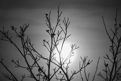 Low angle view of bare tree against sky