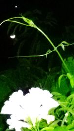 Close-up of plant