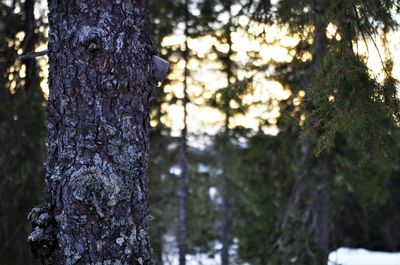 Close-up of tree trunk in forest