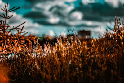 Close-up of plants growing on field against sky