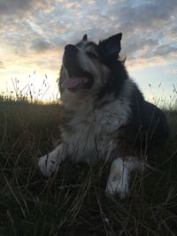 Dog on grassy field against cloudy sky