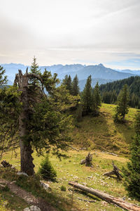 Scenic view of trees and mountains against sky