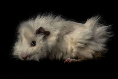 Close-up of a cat over black background