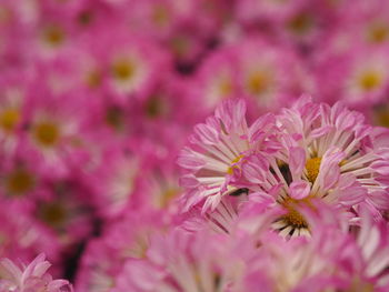 Close-up of pink cherry blossom