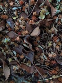 High angle view of dry leaves on field