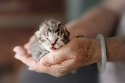 Close-up of hand holding kitten