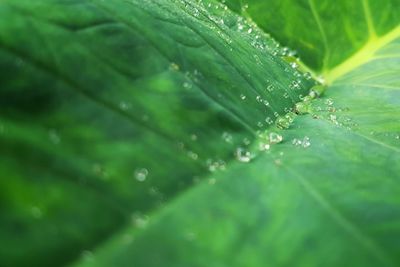 Close-up of raindrops on leaves