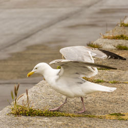 Close-up of seagull on retaining wall