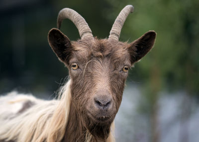 Close-up portrait of horse